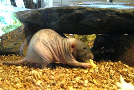 Naked Mole Rat – notice how wrinkly he is!Photo by: Holiday Pointhttps://creativecommons.org/licenses/by-nd/2.0/