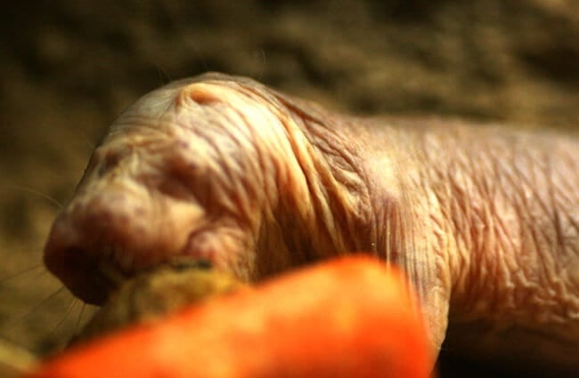 Naked Mole Rat at ZooAtlanta Photo by: John Trainor https://creativecommons.org/licenses/by-nd/2.0/ 