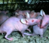Mole Rats In A Lab, Sharing Secrets Photo By: Steve Jurvetson Https://Creativecommons.org/Licenses/By-Nd/2.0/ 