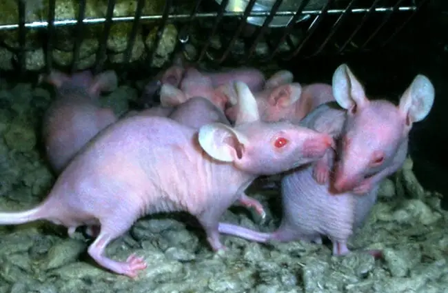 Mole Rats in a lab, sharing secrets Photo by: Steve Jurvetson https://creativecommons.org/licenses/by-nd/2.0/ 