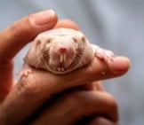 A Face Only A Naked Mole Rat Could Love Photo By: John Brighenti Https://Creativecommons.org/Licenses/By-Nd/2.0/ 