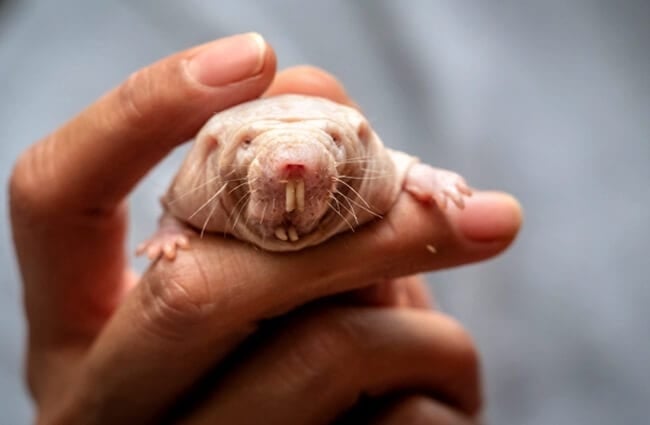 A face only a Naked Mole Rat could love Photo by: John Brighenti https://creativecommons.org/licenses/by-nd/2.0/ 