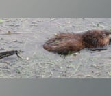 Muskrat In The Water – Notice His Long, Thin Tail! Photo By: Mike Bowler Https://Creativecommons.org/Licenses/By/2.0/ 