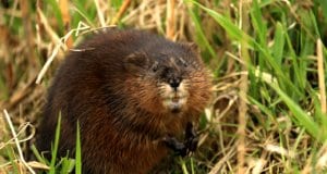 Muskrat closeupPhoto by: Tim Lenzhttps://creativecommons.org/licenses/by/2.0/
