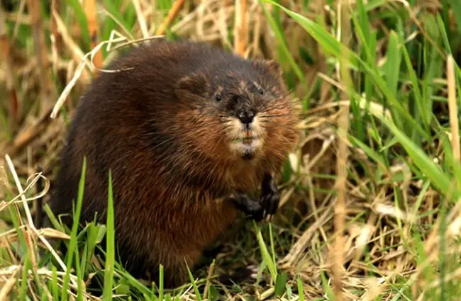 Muskrat closeupPhoto by: Tim Lenzhttps://creativecommons.org/licenses/by/2.0/