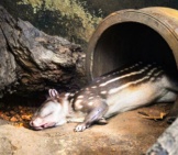 Spotted Gibnut, Paca, Asleep In A Wildlife Sanctuaryphoto By: (C) Engdao Www.fotosearch.com