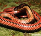 A Startled Rainbow Snake Photo By: Charles Baker Cc By-Sa 4.0 Https://Creativecommons.org/Licenses/By-Sa/4.0 