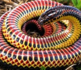Colorful Rainbow Snakephoto By: Charles Baker Cc By-Sa 4.0 Https://Creativecommons.org/Licenses/By-Sa/4.0