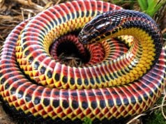 Colorful Rainbow SnakePhoto by: Charles Baker CC BY-SA 4.0 https://creativecommons.org/licenses/by-sa/4.0