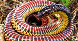 Colorful Rainbow SnakePhoto by: Charles Baker CC BY-SA 4.0 https://creativecommons.org/licenses/by-sa/4.0