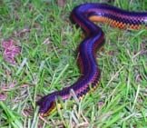 Rainbow Snake, Photographed In Southern Georgia Photo By: Alan Garrett (Public Domain)