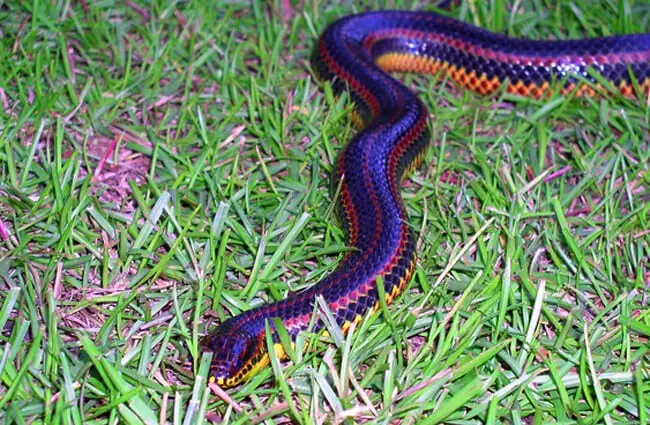 Радужная змея, сфотографированная в Южной Джорджии Фото: Алан Гарретт (общественное достояние)