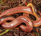 An Adult Male Rainbow Snake, Photographed In Virginia Photo By: Marioxramos Cc By-Sa 4.0 Https://Creativecommons.org/Licenses/By-Sa/4.0 