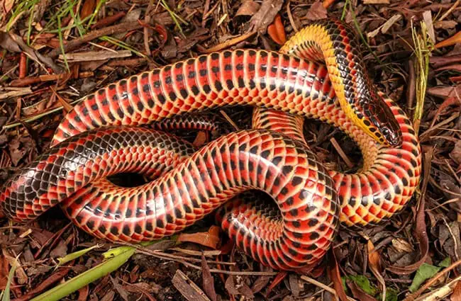 An adult male Rainbow Snake, photographed in Virginia Photo by: Marioxramos CC BY-SA 4.0 https://creativecommons.org/licenses/by-sa/4.0 
