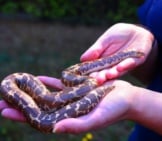 Pet Sand Boa Photo By: Onceandfuturelaura Https://Creativecommons.org/Licenses/By-Nc-Sa/2.0/ 