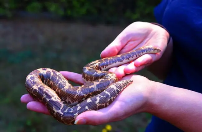 Pet Sand Boa Photo by: OnceAndFutureLaura https://creativecommons.org/licenses/by-nc-sa/2.0/ 