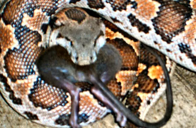 One way ticket for this mouse - sand boa Photo by: Chandan Singh https://creativecommons.org/licenses/by-nc-sa/2.0/ 