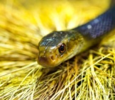 Coastal Taipan, Also Called The Mainland Taipan Photo By: Tambako The Jaguar Https://Creativecommons.org/Licenses/By-Nd/2.0/ 
