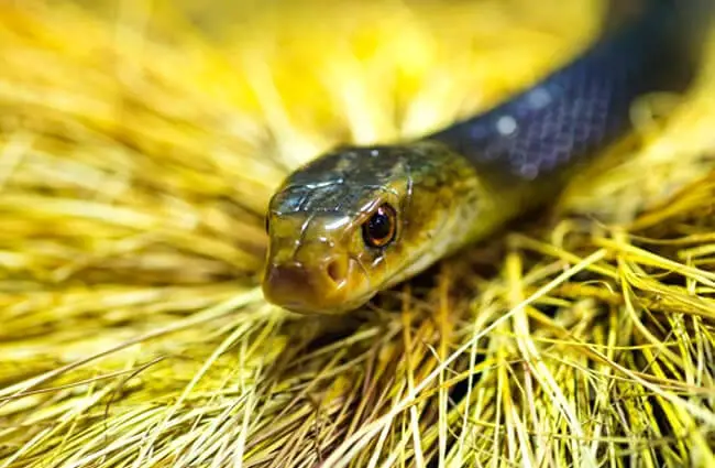 Coastal Taipan, also called the Mainland Taipan Photo by: Tambako The Jaguar https://creativecommons.org/licenses/by-nd/2.0/ 