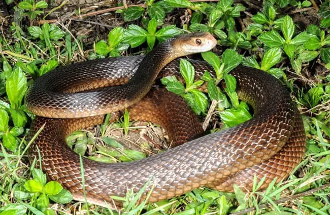 Coastal Taipan Photo by: Scott Eipper https://creativecommons.org/licenses/by-nd/2.0/ 
