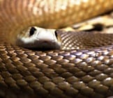 Most Poisonous Snakes In Australia, Taipan Photo By: (C) Darrenp Www.fotosearch.com