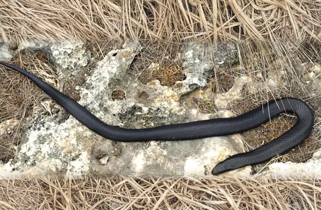 Очень ядовитая черная тигровая змея Фото: Дэвид Беккер https://creativecommons.org/licenses/by-sa/2.0/