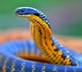 Closeup Of A Western Tiger Snakephoto By: Laurie Boylehttps://Creativecommons.org/Licenses/By-Sa/2.0/