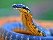 Closeup of a Western Tiger SnakePhoto by: Laurie Boylehttps://creativecommons.org/licenses/by-sa/2.0/