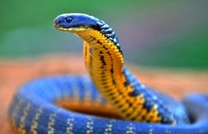 Closeup of a Western Tiger SnakePhoto by: Laurie Boylehttps://creativecommons.org/licenses/by-sa/2.0/