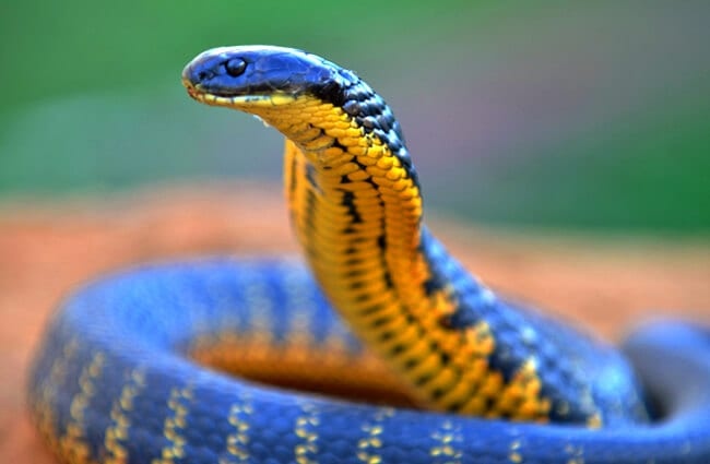 Closeup of a Western Tiger SnakePhoto by: Laurie Boylehttps://creativecommons.org/licenses/by-sa/2.0/