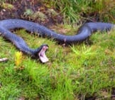 Tasmanian Tiger Snake Showing Off His Open Maw Photo By: Ron Knight Https://Creativecommons.org/Licenses/By-Sa/2.0/ 