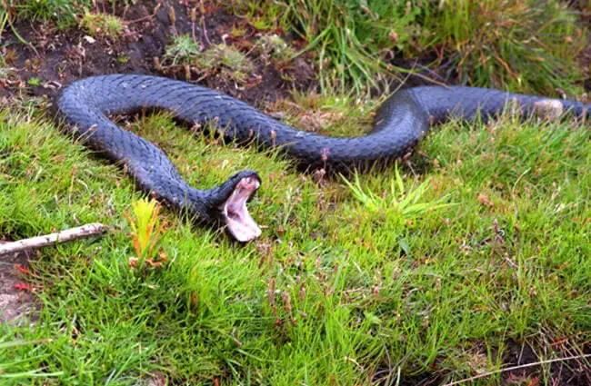 Tasmanian Tiger Snake showing off his open maw Photo by: Ron Knight https://creativecommons.org/licenses/by-sa/2.0/ 
