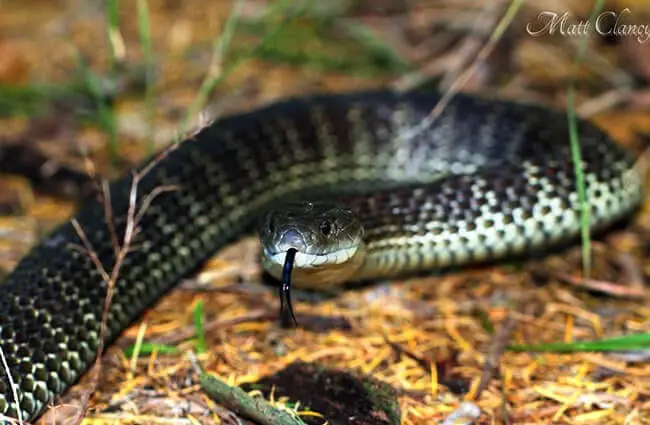 Восточная тигровая змея Фото: Мэтт из Мельбурна, Австралия CC BY 2.0 https://creativecommons.org/licenses/by/2.0 