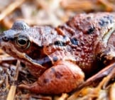 Common Toad On The Forest Floor Photo By: Jtweedie1976 Https://Creativecommons.org/Licenses/By-Sa/2.0/ 
