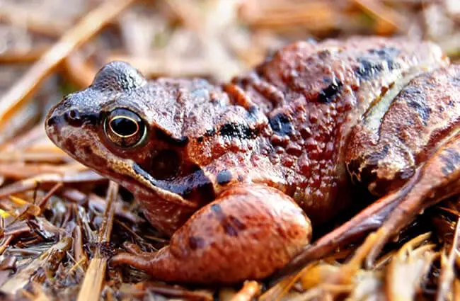 Common Toad on the forest floor Photo by: jtweedie1976 https://creativecommons.org/licenses/by-sa/2.0/ 
