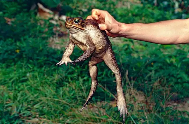 Large female Cane Toad Photo by: Bernard DUPONT https://creativecommons.org/licenses/by-sa/2.0/ 