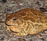 Great Plains Toad On A Road Photo By: (C) Stevebyland Www.fotosearch.com