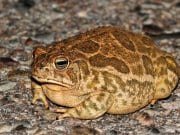 Great Plains Toad on a road Photo by: (c) stevebyland www.fotosearch.com