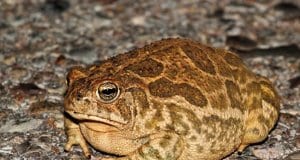 Great Plains Toad on a road Photo by: (c) stevebyland www.fotosearch.com