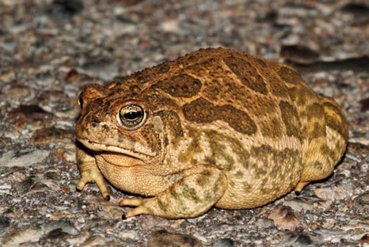 Great Plains Toad on a road Photo by: (c) stevebyland www.fotosearch.com