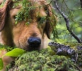 Dog Looking At A Toad In The Forest Photo By: (C) Rjcphoto Www.fotosearch.com