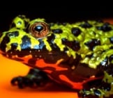 Fire Bellied Toad - Notice His Bright Red Belly Photo By: (C) Ezumeimages Www.fotosearch.com