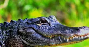 Large American AlligatorPhoto by: cuatrok77https://creativecommons.org/licenses/by-sa/2.0/