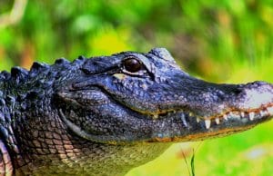 Large American AlligatorPhoto by: cuatrok77https://creativecommons.org/licenses/by-sa/2.0/