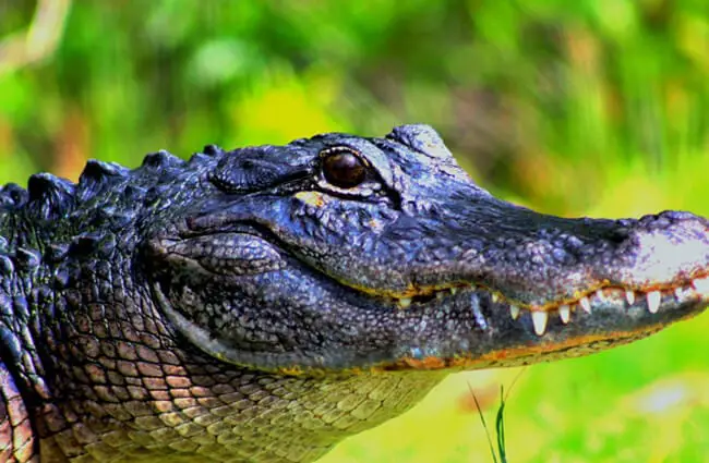 alligator-description-habitat-image-diet-and-interesting-facts