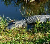 American Alligator At The Water&#039;S Edge Photo By: Navin Rajagopalan Https://Creativecommons.org/Licenses/By-Sa/2.0/ 