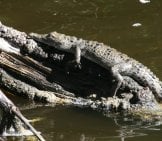 Alligator Sunning On Some Dead Branches Photo By: Adam Skowronski Https://Creativecommons.org/Licenses/By-Sa/2.0/ 