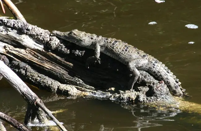 Alligator Sunning on some dead branches Photo by: Adam Skowronski https://creativecommons.org/licenses/by-sa/2.0/ 
