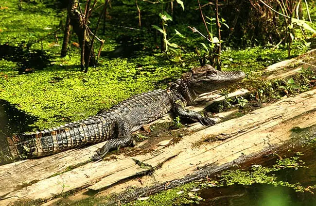 Young Alligator sunning on a log Photo by: D. Scott Lipsey, U.S. Fish and Wildlife Service Headquarters (public domain) https://creativecommons.org/licenses/by-sa/2.0/ 