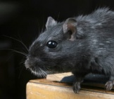 Closeup Of A Beautiful Black Rat